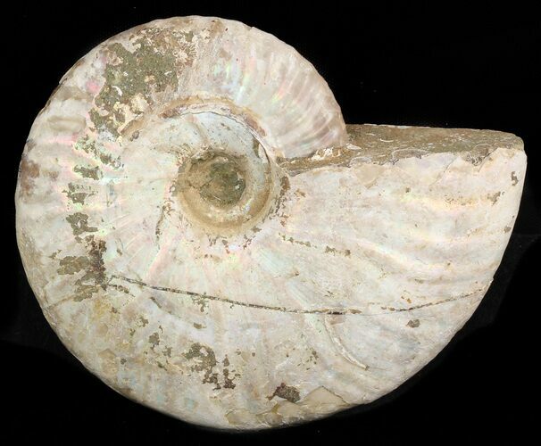 Silver Iridescent Ammonite - Madagascar #47495